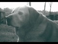 Arlo, a good dog..wmv