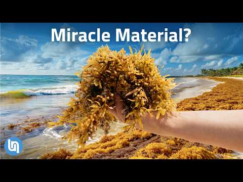 This Seaweed Was a Caribbean Disaster, Now It's Gold