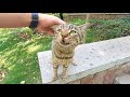 Homeless Cute Tabby Cat Meowing Loudly Constantly Because He Is Very Hungry