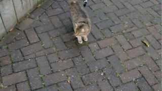 preview picture of video 'Lustige Katze hat keinen Plan wo Sie hin will.... funny cat in Germany Hachenburg'