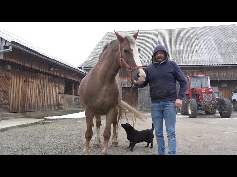 Caii lui David de la Marisel, Cluj - 2023 Nou!!!