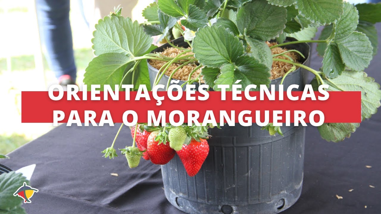 Orientações técnicas para o cultivo de mudas de morangueiro | Terra Sul