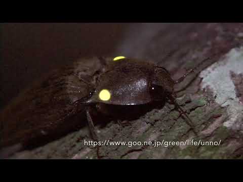 ヒカリコメツキ　HEADLIGHT BEETLE PYROPHORUS SP.