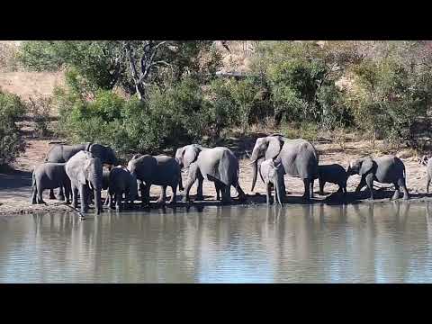Djuma: Breeding herd of Elephants - 14:55 - 07/18/20