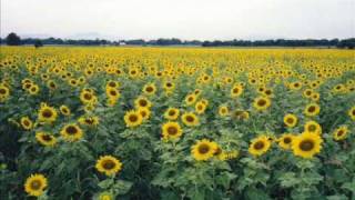 Andrew Bird - Oh No Music Video