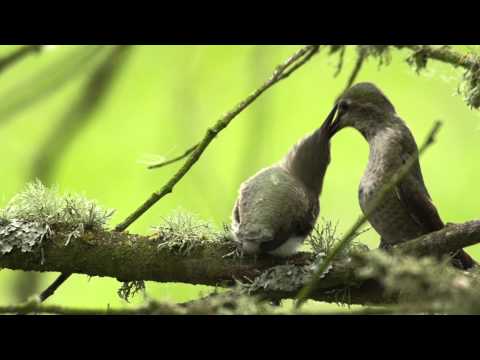 An Anna's Hummingbird Mother Feeds Its Newly-fledged Chick