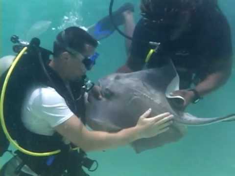 Island Reef Job Video Application