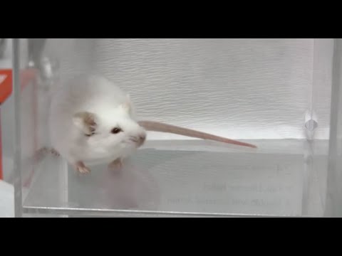 Why Animals Are Needed in Research