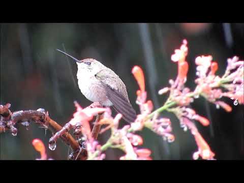 Broad-tailed and Black-chinned Hummingbird in the Snow