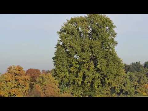 Bachblüte Oak oder Eiche