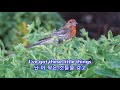 She's Got You - Loretta Lynn: with Lyrics(가사번역) || Denver Botanic Gardens on July 8, 2017