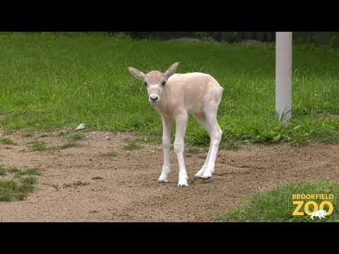 New Addax Calf!