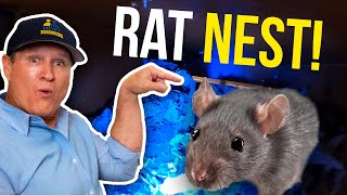 DISGUSTING RAT NESTS ALL OVER HOUSE!! Cleaning up after a rat infestation... BEST RODENT REMOVAL