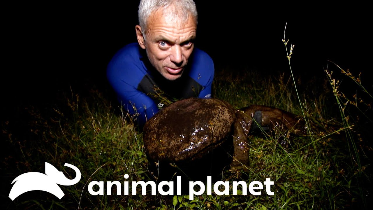 Jeremy Battles Deadly Fish in Japan | River Monsters | Animal Planet