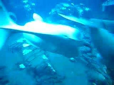 how do whales have sex how do whales have sex