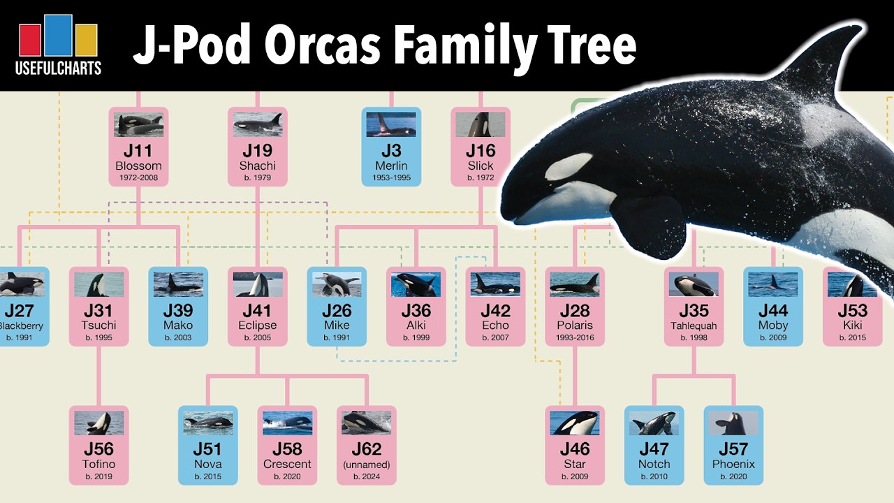 Southern Resident Orcas J Pod Family Tree