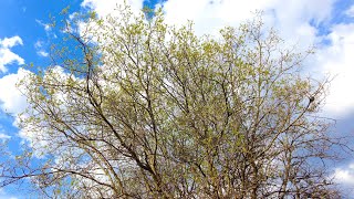 10 Minutes Relax - Tree Branches Swaying with Clouds and Frogs by a Forest Stream 🌳☁️🐸