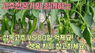 삽목고추와 80일 억제묘, 생육차이 참고하세요! 고추 농사 잘 짓는 법!!