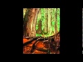 BC Trees Song