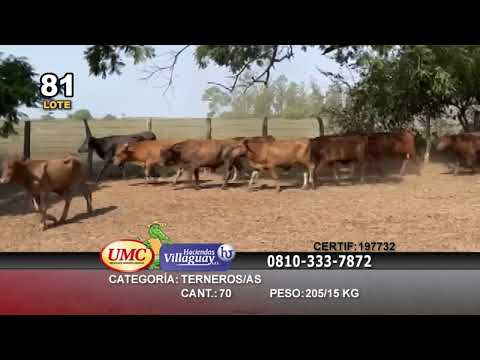 Lote 70 Terneros/as en La Cruz, Corrientes