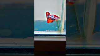 #betta #bettafish #aquarium #viralvideo #1million #1million #1000subscriber