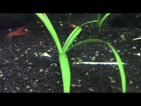 Cpo (Oranger Zwergflusskrebs) Nachwuchs