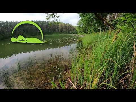 Jezioro dla relaksu - śpiew ptaków, rechot żab, przyjemne odgłosy przyrody