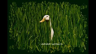 SHAKUHACHI SOUP/RAIN ON