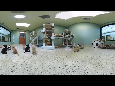 Dance With Kittens and Save Lives #360video