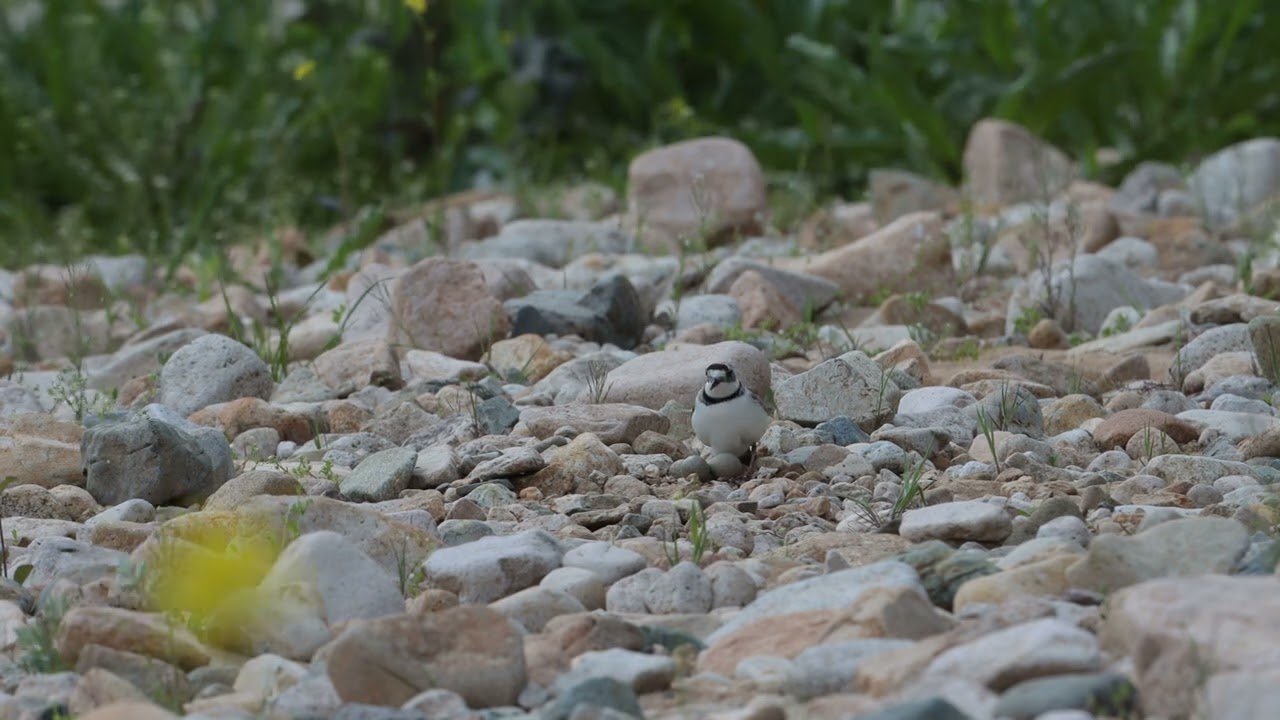 흰목물떼새 두개의 둥지 유튜브 썸네일