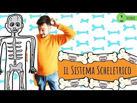 IL SISTEMA SCHELETRICO - Le scienze spiegate FACILI