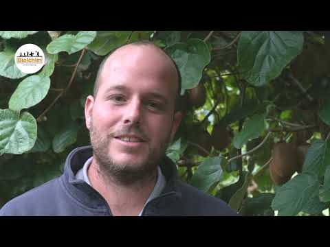 Kiwi, 3 interventi per migliorare pezzatura e qualità | Biolchim