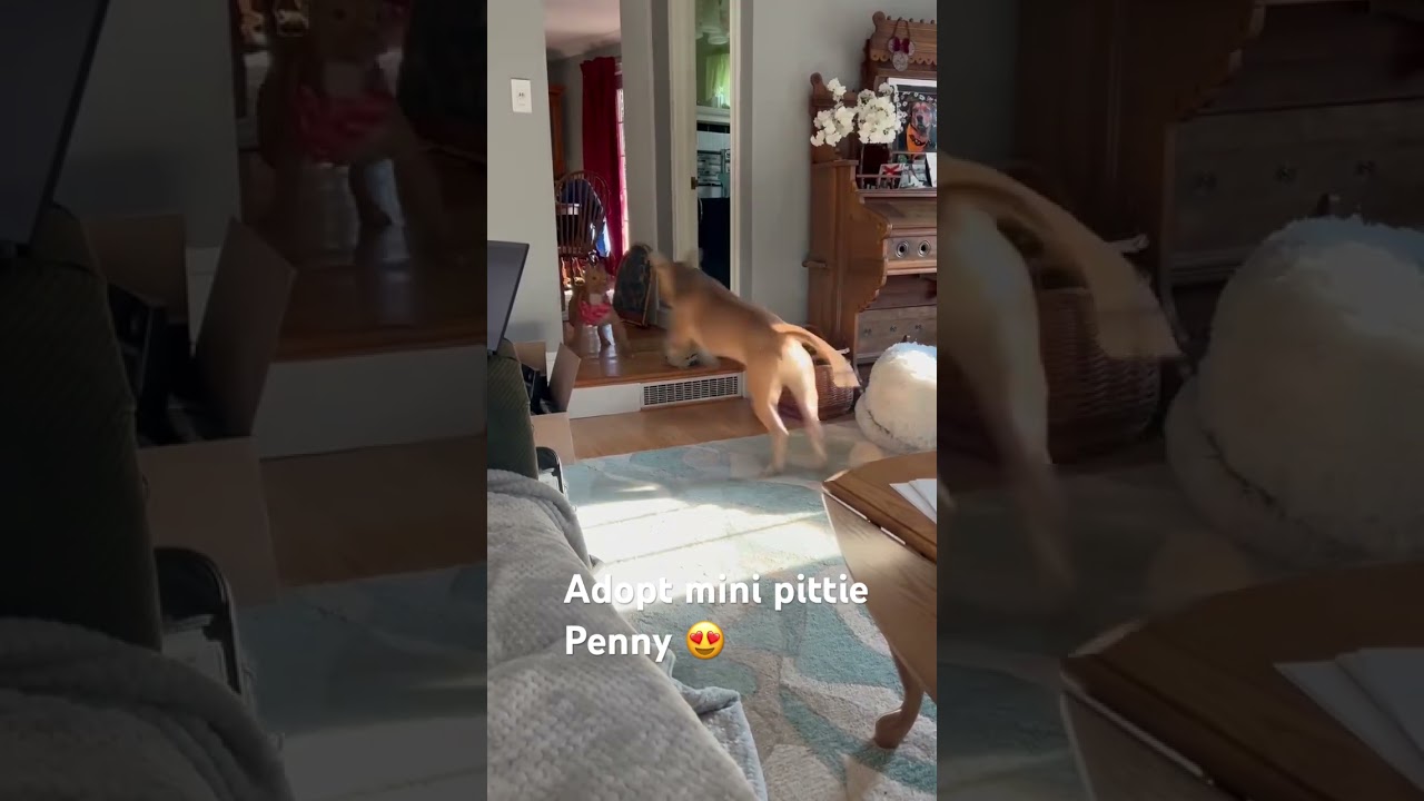 Enlarge PENNY the mini pittie , a ADOPTABLE mixed breed in Media, PA video 6/6