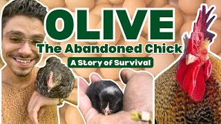 The Story Of Olive The Rooster | Compilation