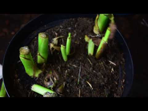 Indisches Blumenrohr (Canna indica) - Im ganzen Topf überwintern - Wichtig! // Gartenschlau.com