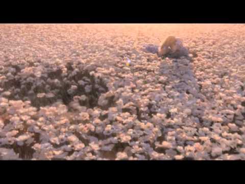 Chris Cunningham Gucci Flora