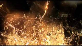 Psyche - Massive Attack -