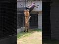 Hampir Digigit Harimau Shorts Harimau
