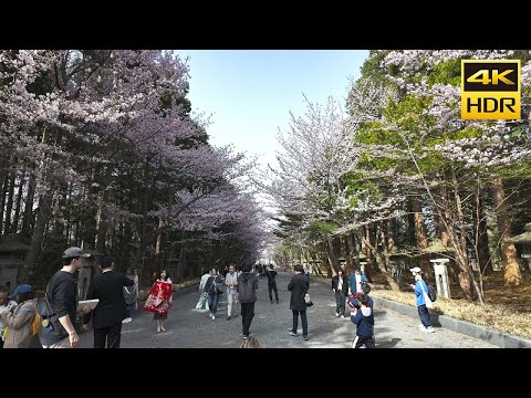 🇯🇵桜 満開！円山公園 北海道神宮 散歩 2024／日本 北海道 札幌市 中央区 [4K HDR Binaural ASMR]