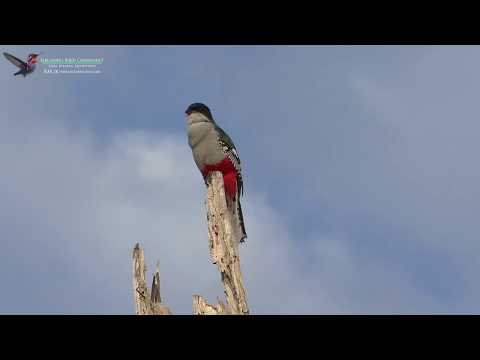 Cuban Trogon