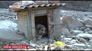 Визиты хищников в Ушкалой