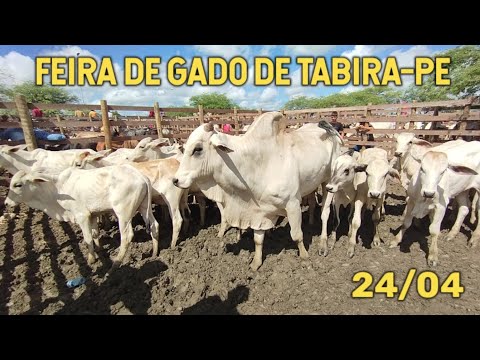 Feira de gado de Tabira-PE [24/04/24] Currais