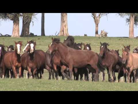 VT Principal Campana