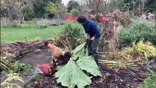 How to protect Gunnera manicata over winter