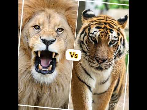 lion#vs*# tiger##*😈😈😈