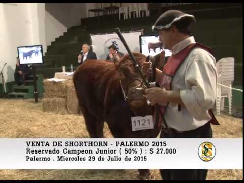29-07-15 - Ventas de Machos Shorthorn - Palermo 2015.