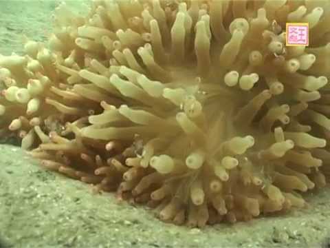 Diving at Ung Kong Wan, Hong Kong 20140406