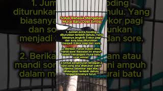 Download lagu solusi mengatasi murai batu over emosi #muraibatu mp3 Download lagu solusi mengatasi murai batu over emosi #muraibatu mp3