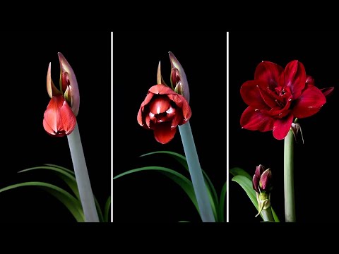 Most Beautiful Amaryllis Hippeastrum Flowers Time Lapse 30+ Varieties