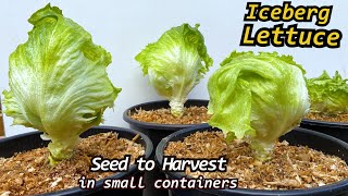 Growing Iceberg Lettuce from Seed to Harvest in Container Garden
